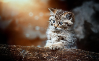 Small kitten wooden log blue - a small kitten free wallpaper