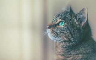 Green eyed cat looking up 2 - aestheticism free wallpaper