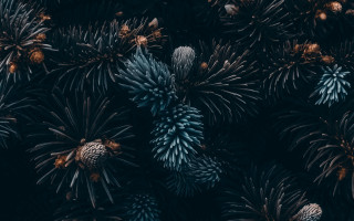 Pine cones flowers night sky - daniel lieske free wallpaper for desktop