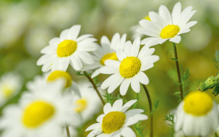 White yellow flower field macro - blurry free wallpaper for desktop