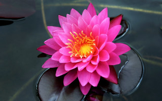 Pink lily pond yellow center - a pond of water free wallpaper