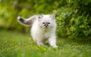 White kitten blue eyes green 2 - a small white kitten free wallpaper