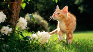 Small kitten walking lush green - sunny day free wallpaper