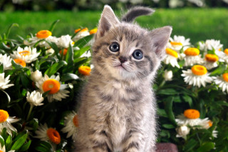 Kitten rock flower garden daisies - adorable free wallpaper