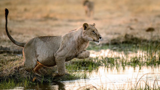 Lion running water wildlife puzzle - a lion free wallpaper