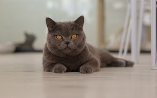 Gray cat curious yellow eyes 3 - symmetrical eye free wallpaper