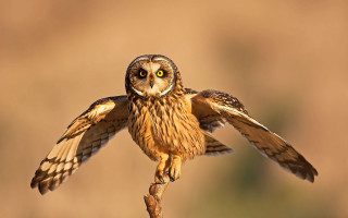 Owl spread wings perched glowing - a small owl free wallpaper