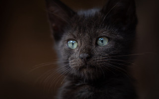 Black cat green eyes portrait 6 - a black cat free wallpaper