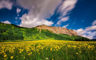 Sunflower field mountain clouds blue - wide angle len free wallpaper