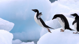 Penguins snow icebergs outdoors award - three penguin free wallpaper
