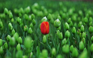 Red tulip green grass shallow - green grass free wallpaper