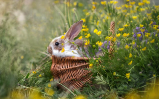 Rabbit basket flower field blue - a rabbit free wallpaper