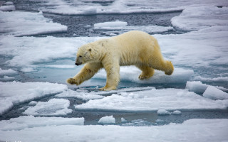 Polar bear ice floes wildlife - ice flo free wallpaper