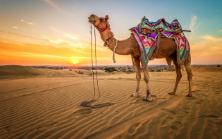 Camel saddle desert sunset sky - a camel free wallpaper