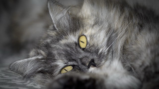 Cat yellow eyes laying bed - a blanket free wallpaper
