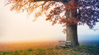 Bench under tree foggy autumn - a foggy day free wallpaper