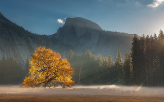 Tree mountain fog sunbeam volumetric - free autumn wallpaper
