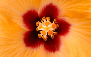 Yellow flower red center macro 2 - a yellow flower free wallpaper