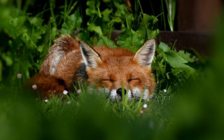 Red fox sleeping grass blurry - a red fox free wallpaper