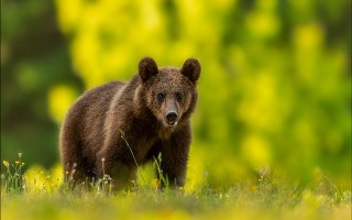 Brown bear field flowers yellow - a brown bear free wallpaper