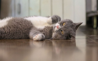 Black cat glamor pose superflat - glamor pose free wallpaper