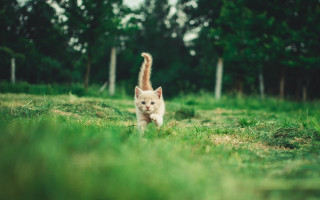Kitten running field trees blurry - kitsch movement free wallpaper