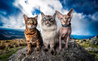 Three cats rock sky mountain 2 - david teniers iii free wallpaper