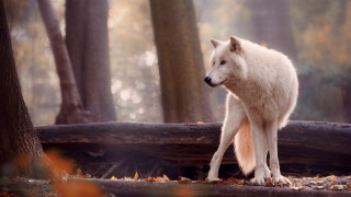 White wolf forest log sunset - a white wolf free wallpaper