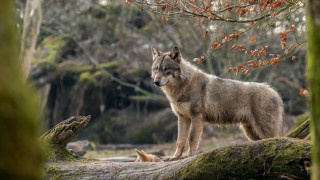 Wolf log forest branch puzzle - tree in the background free wallpaper