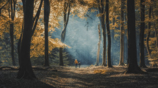 Forest trail yellow leaves long - tall tree free wallpaper