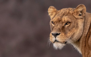 Lion closeup wildlife photography naturalism - a blurry background of trees and bushes free wallpaper