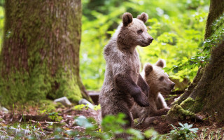 Bear cub woods mother flower - carl hoppe free wallpaper for desktop