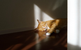 Cat sunbathing closedeyes shibasleeping realistic - sunlight free wallpaper for desktop