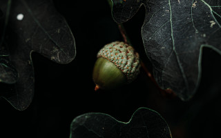 Green leaf seed plant brown - a green plant free wallpaper