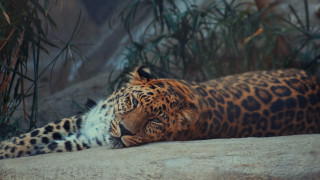 Leopard rock plants forest bamboo - a leopard free wallpaper