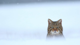 Cat looking camera snow blurry - outside free wallpaper for desktop