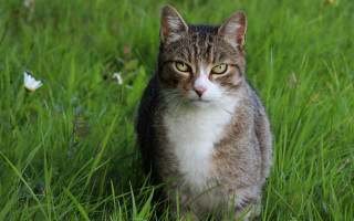 Sad cat in grass butterfly - something free wallpaper for desktop