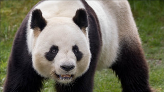 Panda bear walking grass open - a panda bear free wallpaper