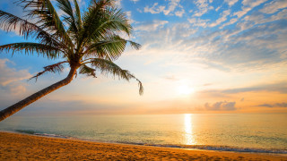 Palm tree beach sunset blue - a palm tree free wallpaper for desktop