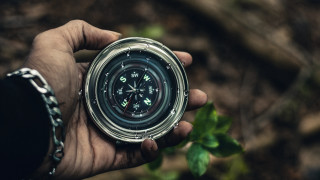 Compass leaf tree automatistes offset - technique free wallpaper