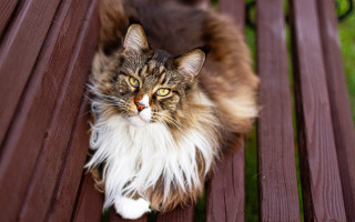 Cat sad eyes bench blurry - a bench free wallpaper for desktop