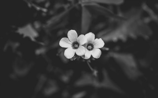 Black white flower dark leaves - an ambient occlusion free wallpaper
