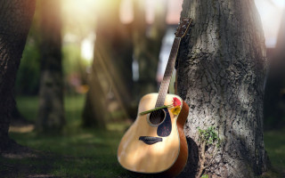 Guitar tree park flower rose - a guitar free wallpaper