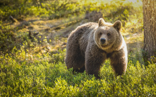 Brown bear forest sunlight nature - a brown bear free wallpaper