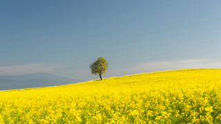 Lone tree yellow flower mountains - a lone tree free wallpaper for desktop