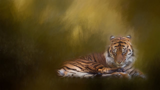 Tiger laying down grass closed 2 - a digital painting free wallpaper