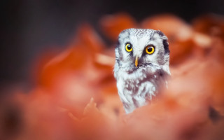 Owl yellow eyes bird fire - sharp focus free wallpaper for desktop
