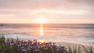 Flower beach ocean sunset tiltshift - the sun setting free wallpaper