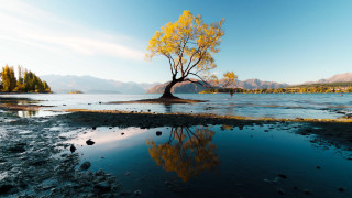 Reflected tree mountains water autumn - david boyd free wallpaper