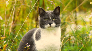 Cat flower field blurry background - a yellow eye free wallpaper